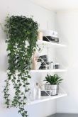 Вьющиеся растения для дома на стену