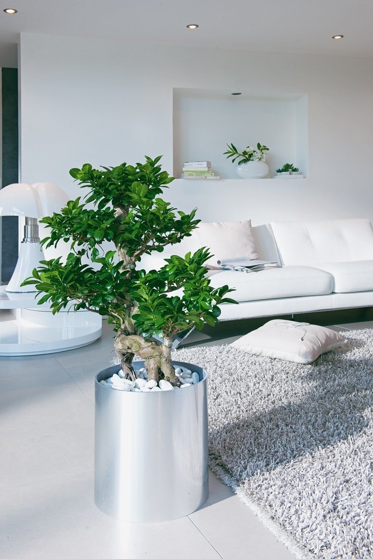 Фикус Бенджамина в интерьере