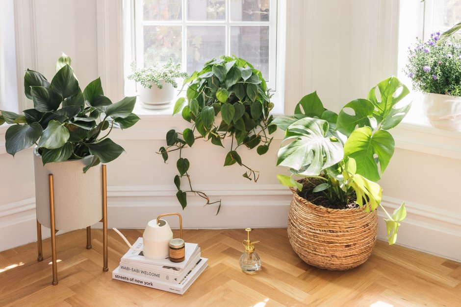 Растение houseplants d8 h35