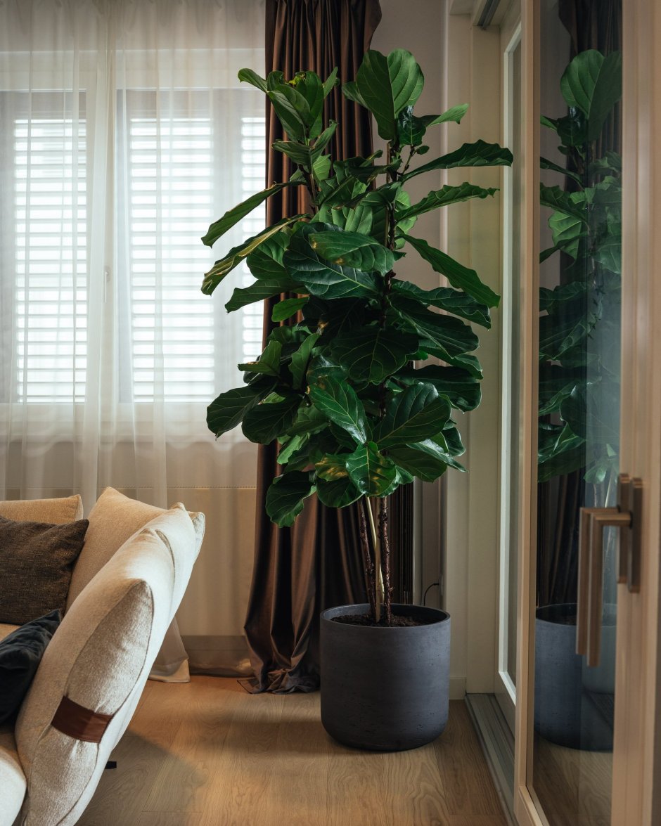 Фикус эластика Белиз цветение