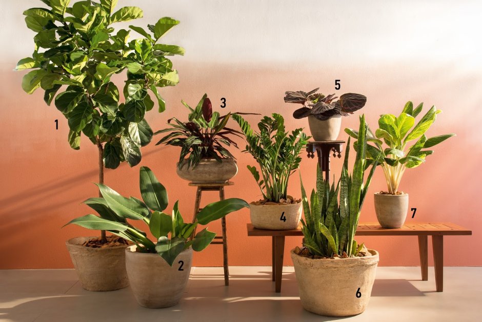 Комнатные растения