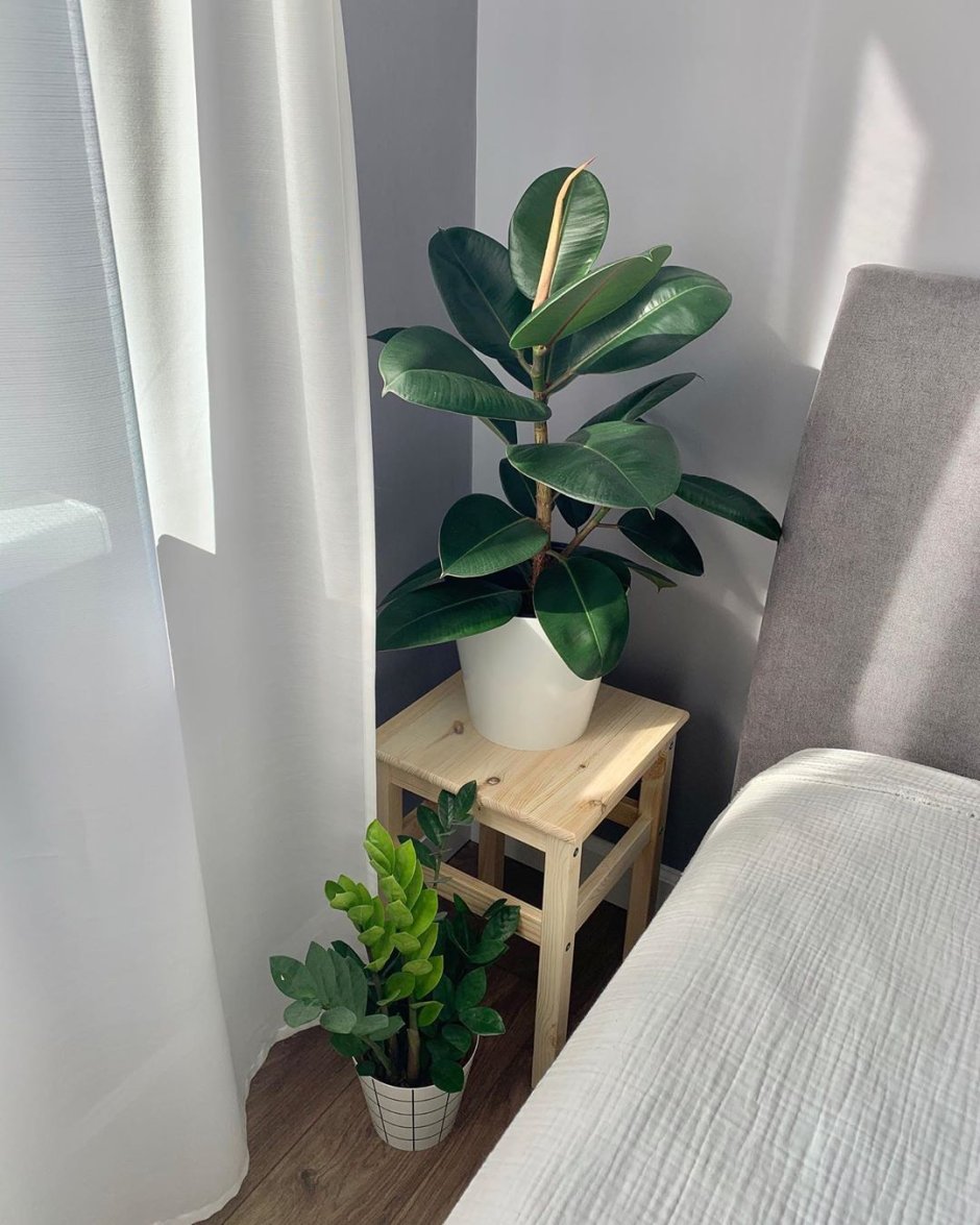 Фикус в спальне