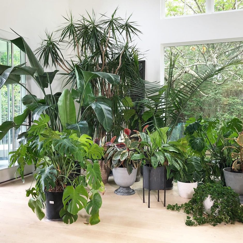 Тропические домашние растения