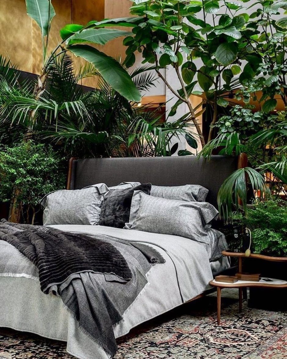 Теневыносливые фикусы