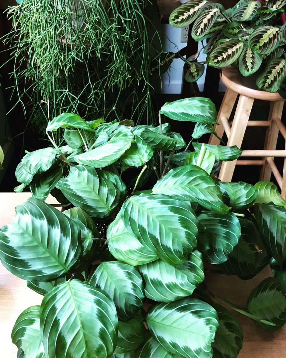 Калатея маранта