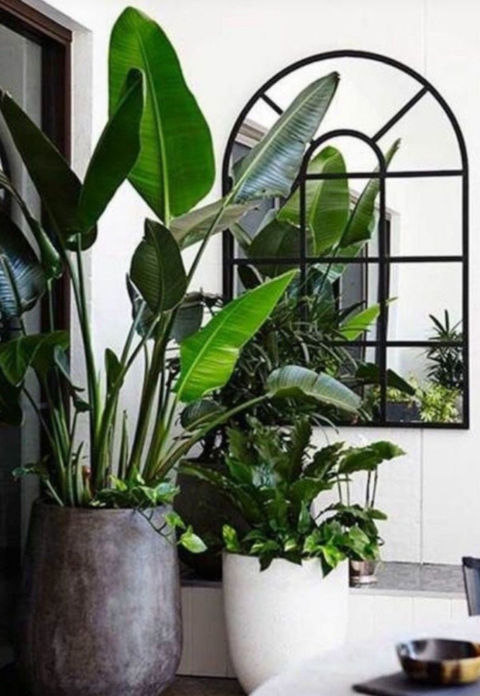 Стрелиция комнатная