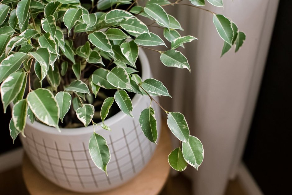 Целебный фикус