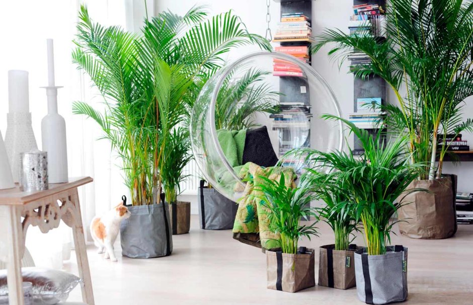 Арека Дипсис