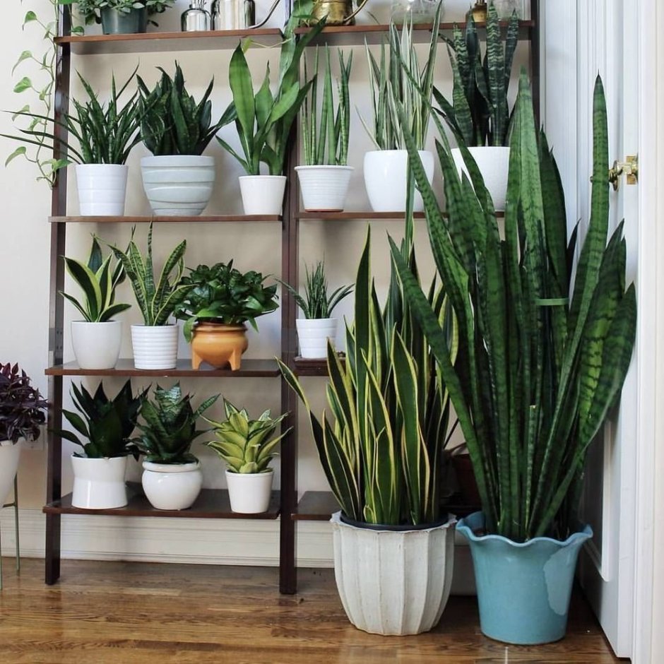 Сансевиерия плантс