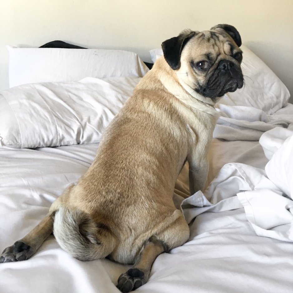 Мопс Мирный