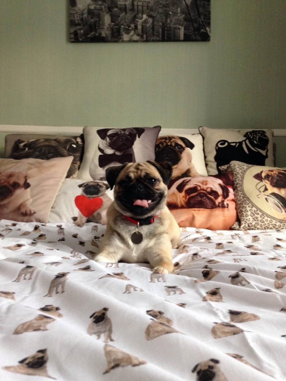 Постельное белье с собачками для девочек Мопс с сердечком со одеялом