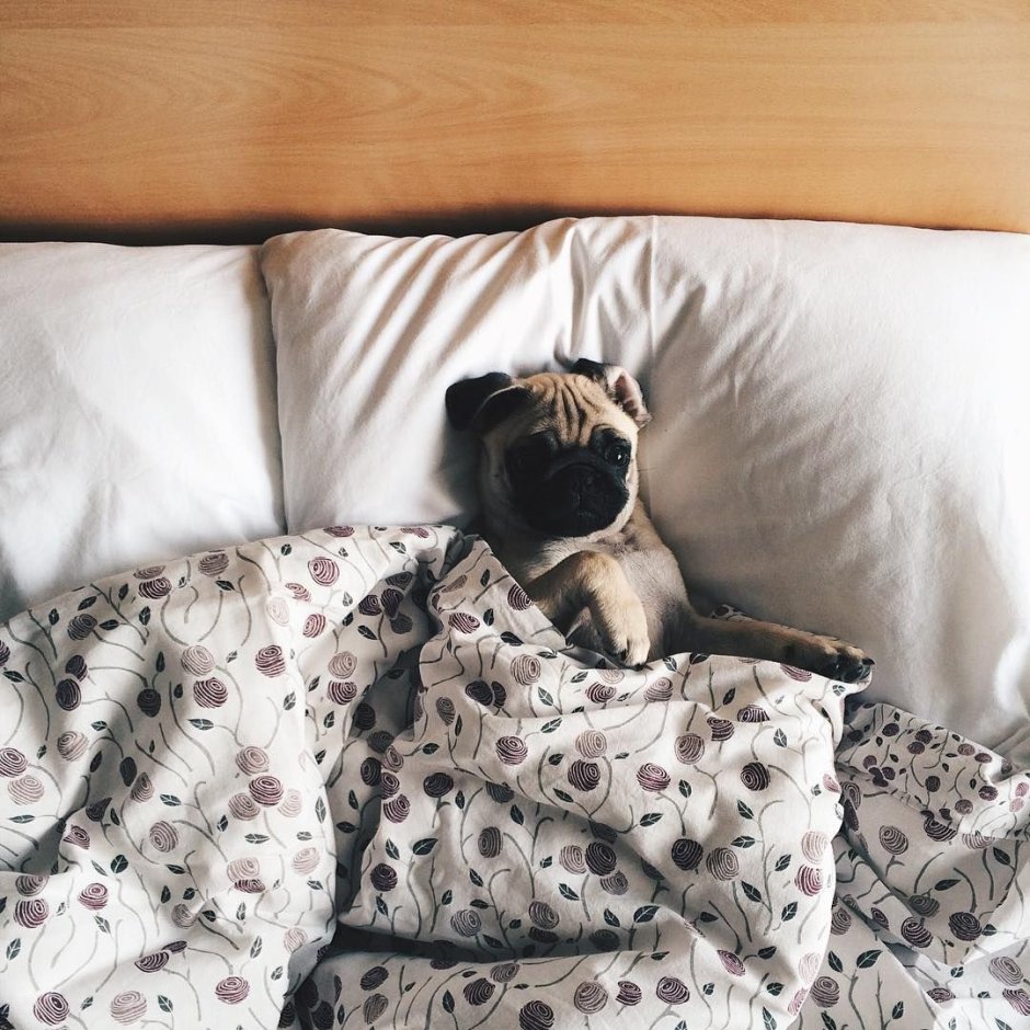 Архитектурная студия Мопс проект оформление