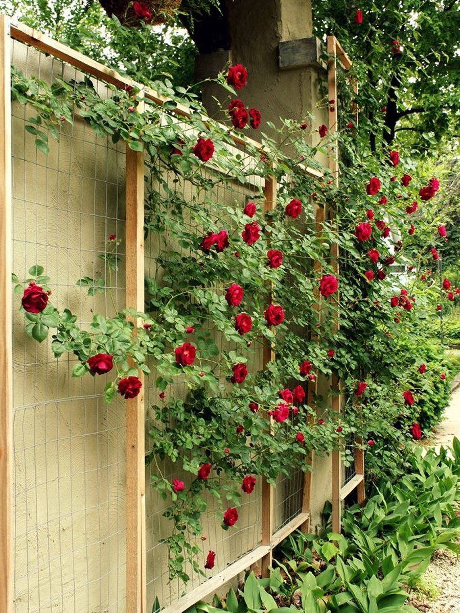 Вертикальное Озеленение плетистая роза
