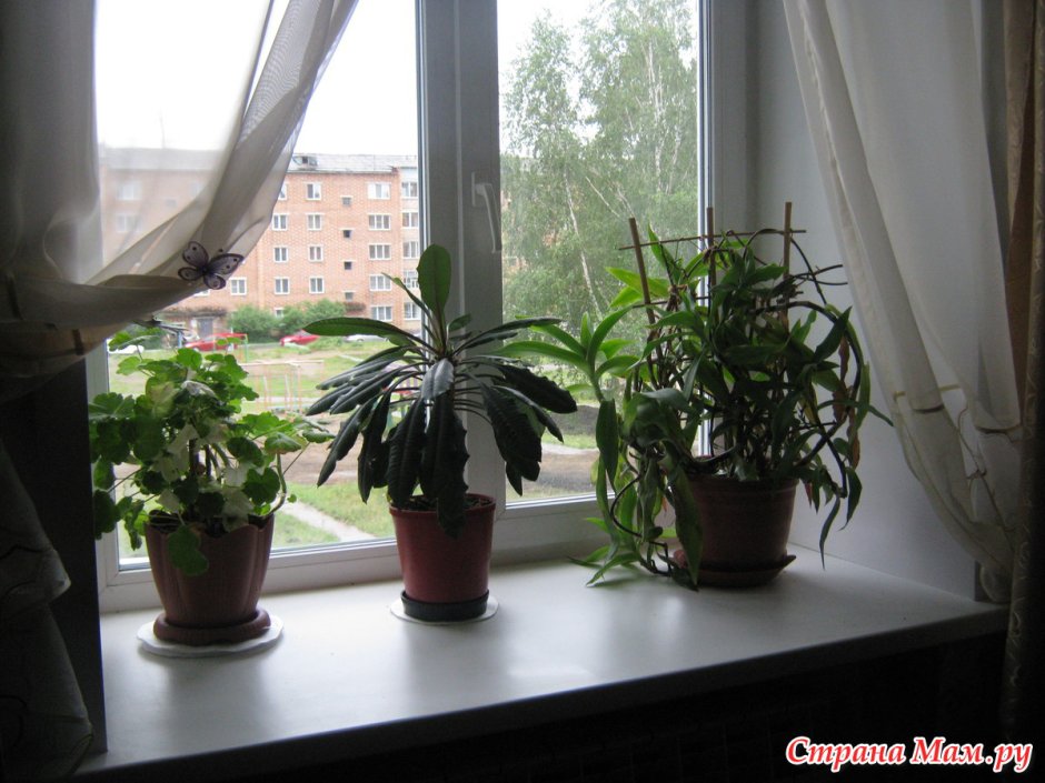 Комнатные растения на подоконнике в квартире