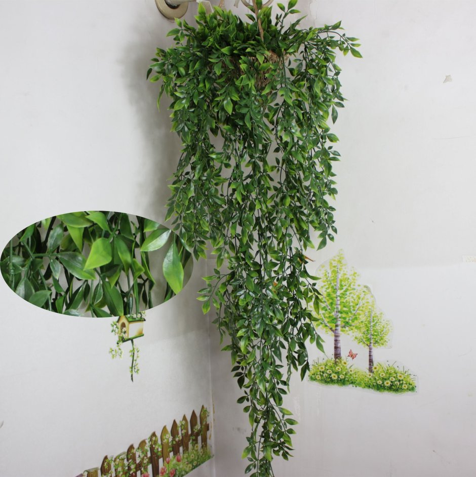 Тенелюбивые вьющиеся комнатные растения