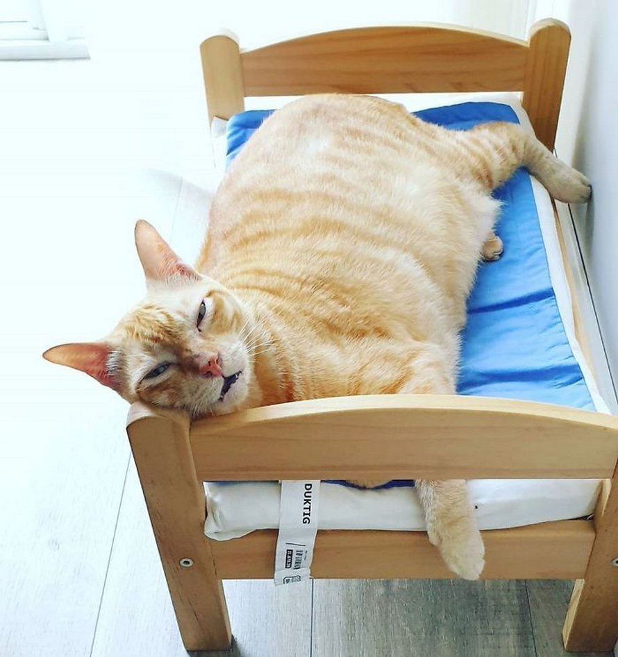 Кроватка для кошек ikea