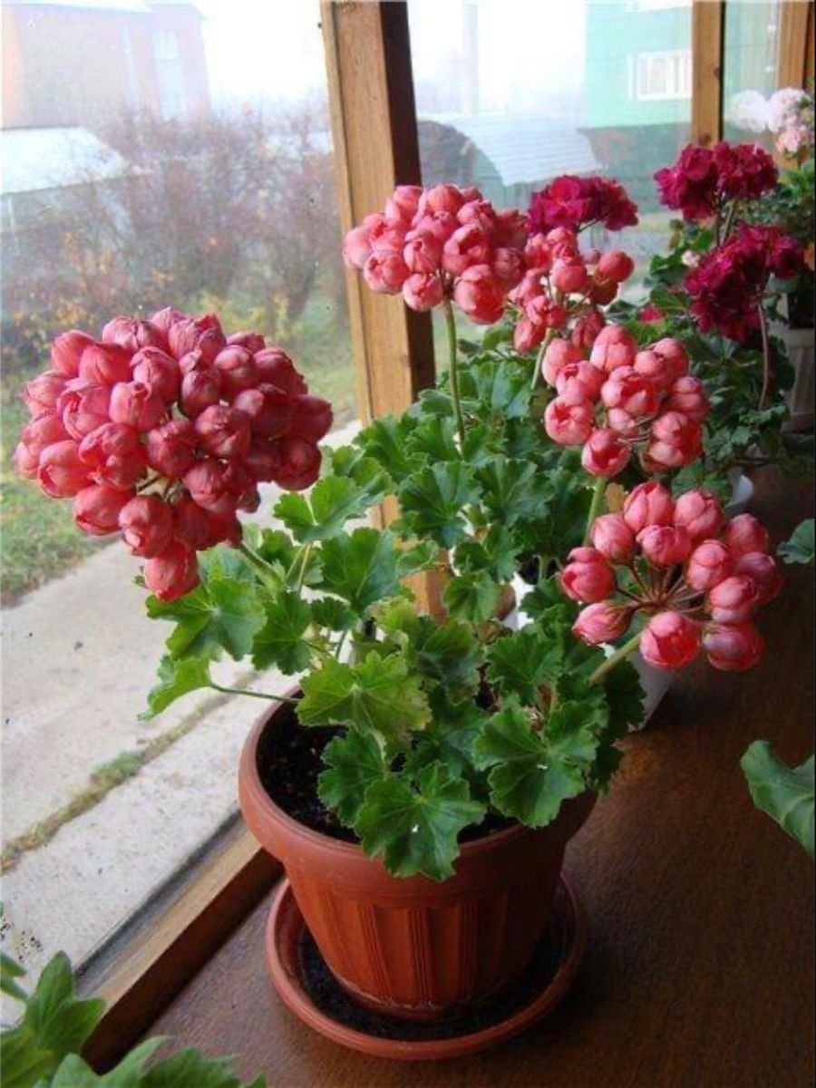 Пеларгония тюльпановидная в горшке