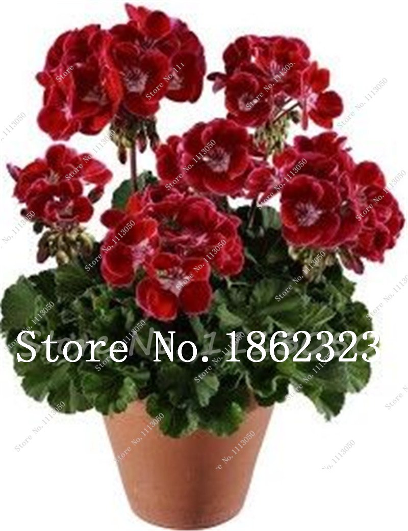 Пеларгония зональная Toscana Dolce Vita Red Eye (hot spot Kiss)