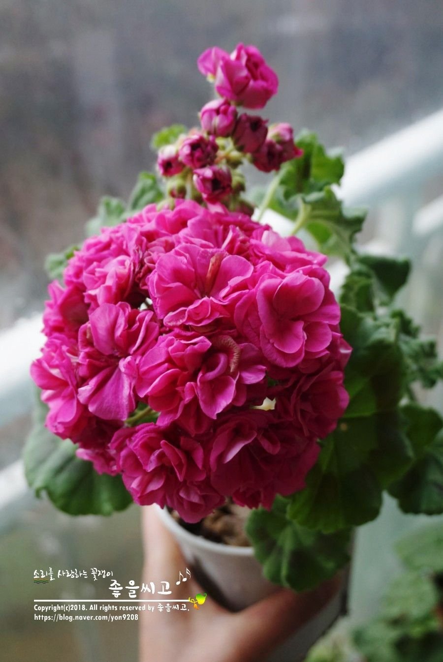 ЮВ Кардинал пеларгония