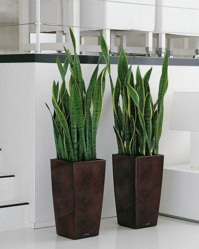 Сансевиерия щучий хвост