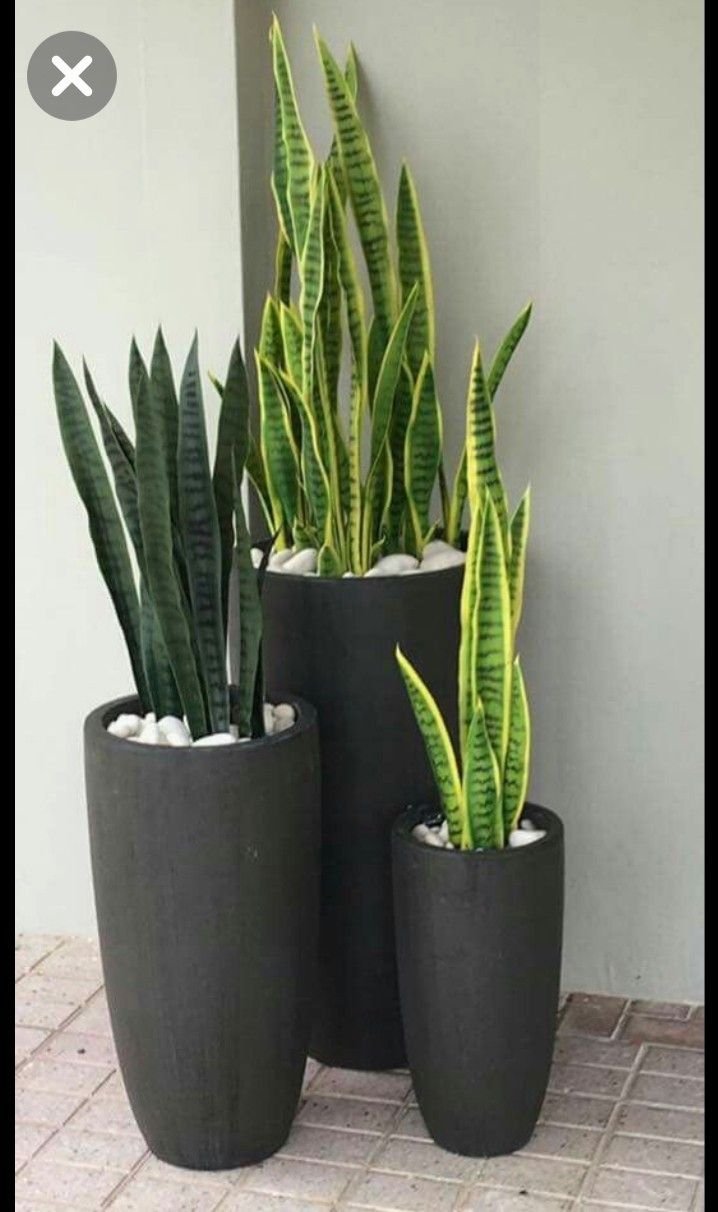 Сансевиерия Тещин язык