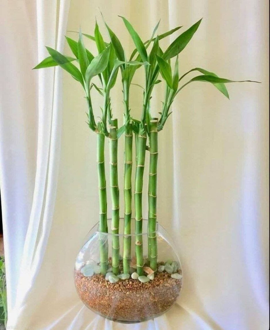 Бамбук Драцена Сандера