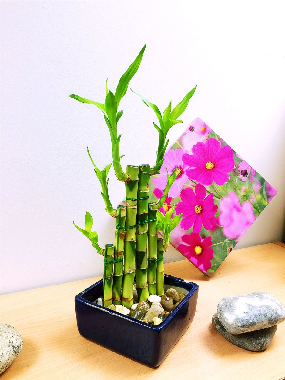 Бамбук Сандера горшок