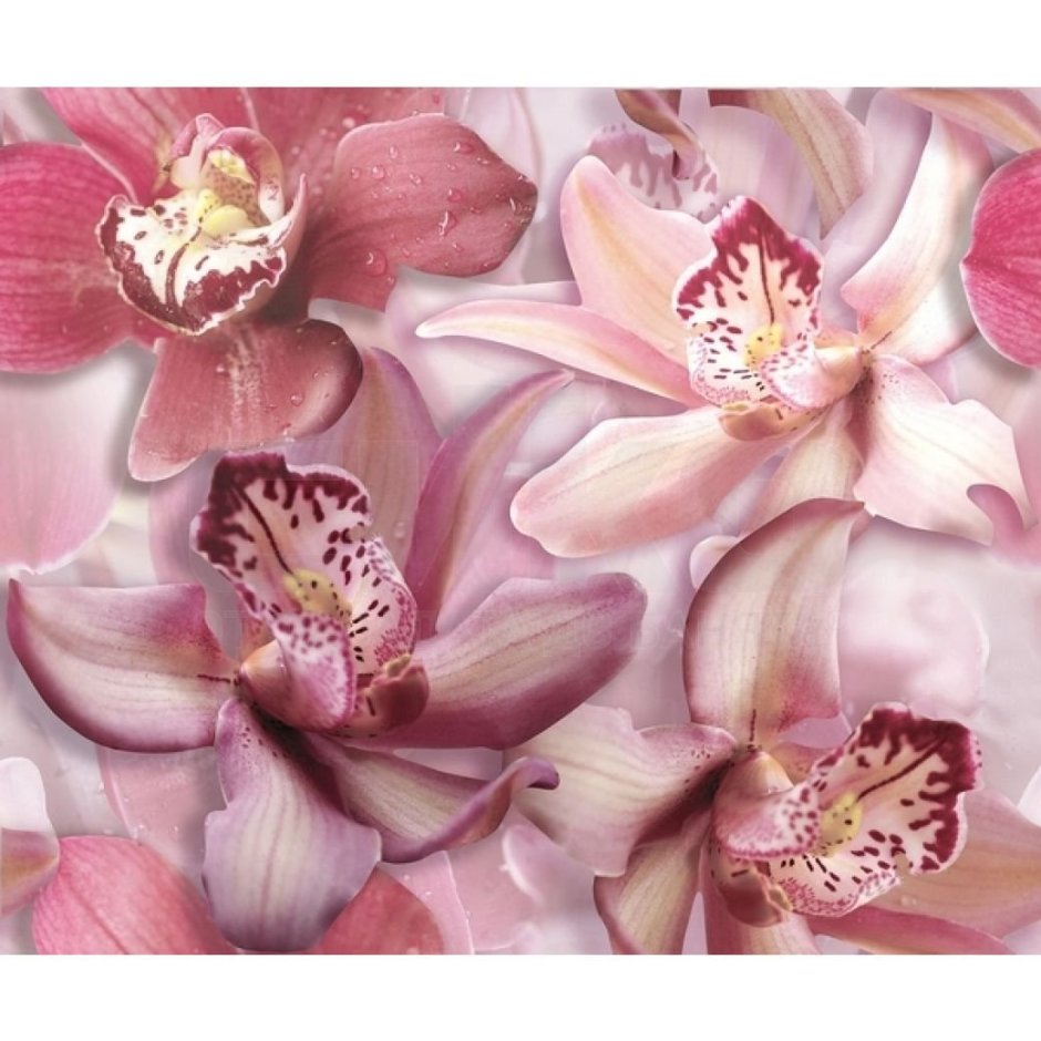Плитка орхид Порто
