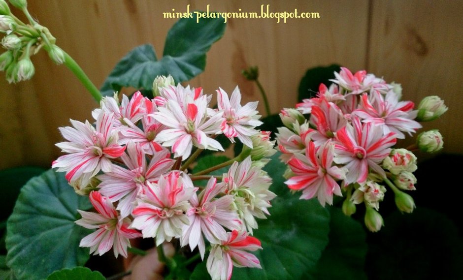 Кактусовые пеларгонии