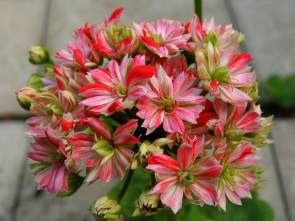 Пеларгония Маллорка