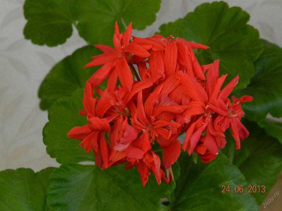 Пеларгония кактусовидная черри