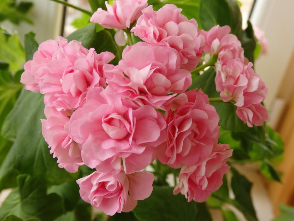 Мисс Розе пеларгония