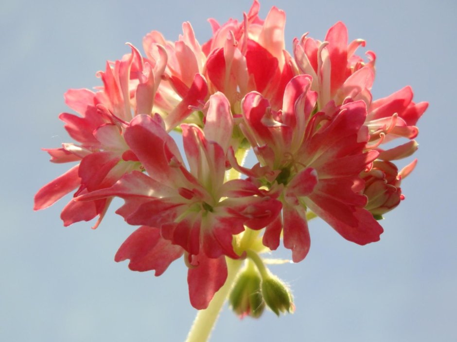 Пеларгония мультифлора