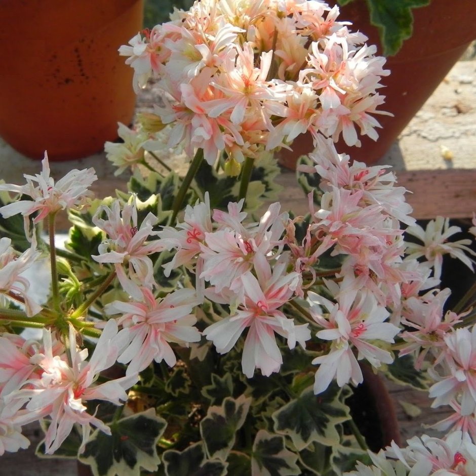 Silver Dawn пеларгония