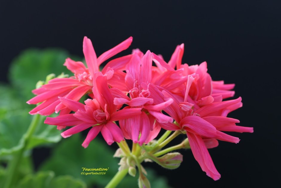 Кактусовидная герань