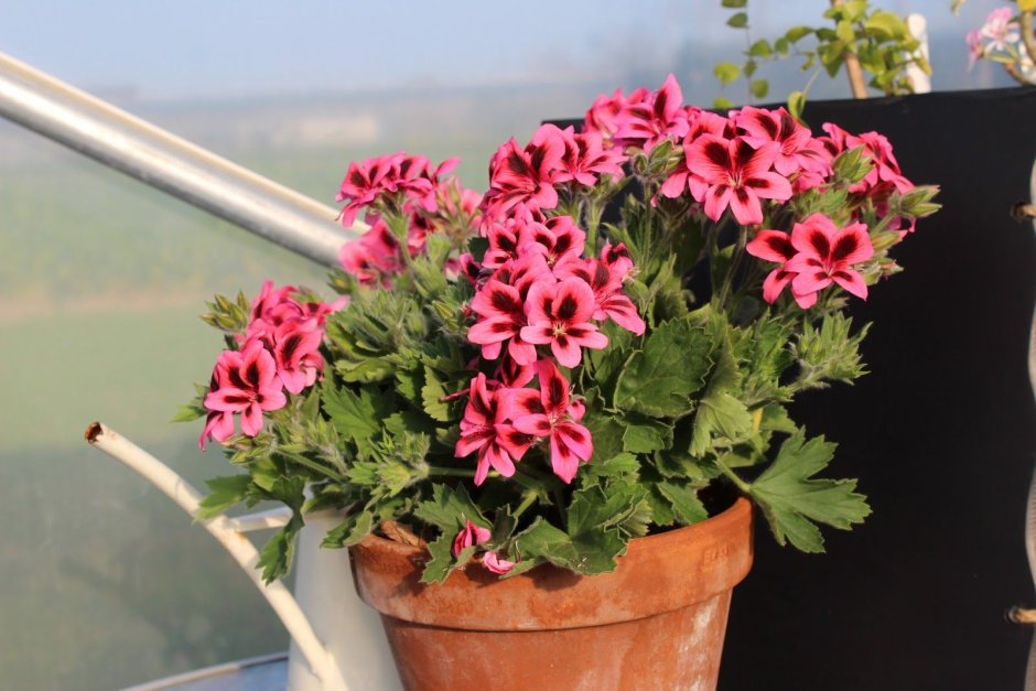 Пеларгония Уникум