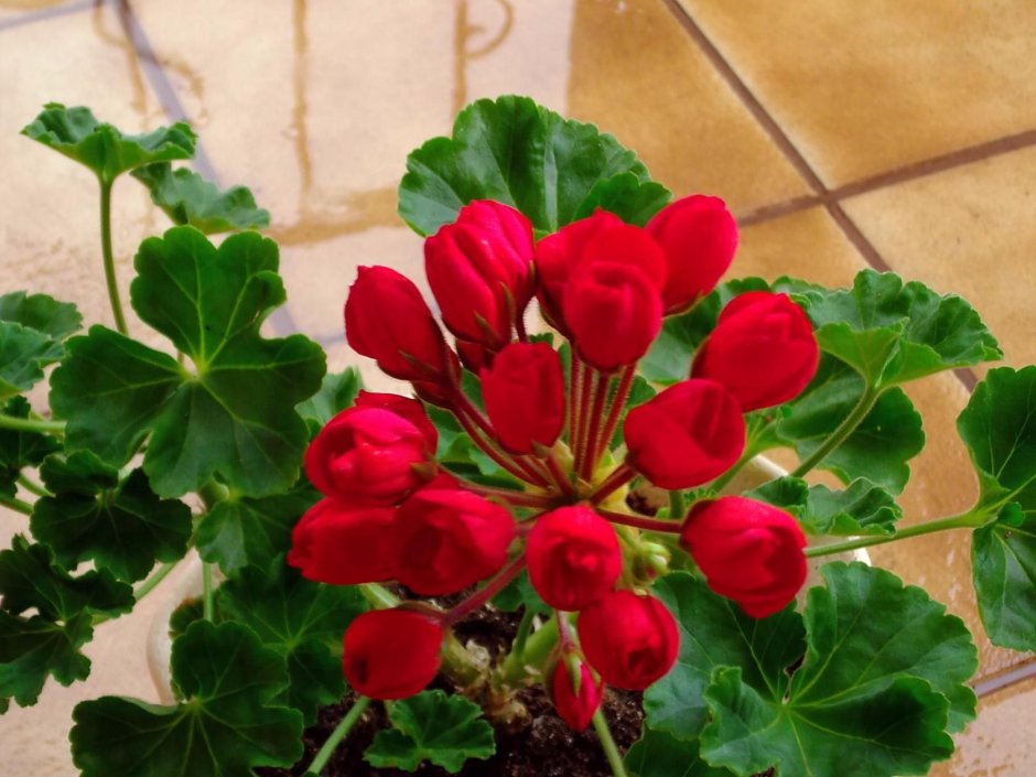 Пеларгония Мистер Чарльз