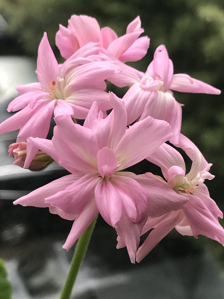 Пеларгония Mrs Salter Bevis