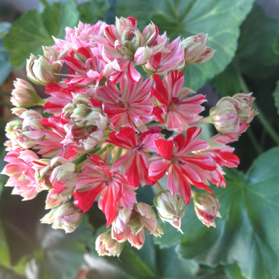 Пеларгония Династия Даджи