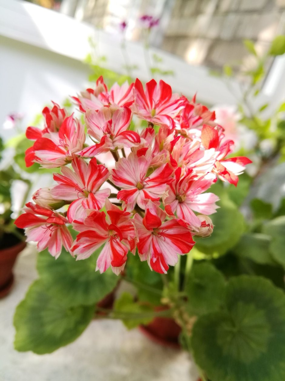 Mallorca пеларгония