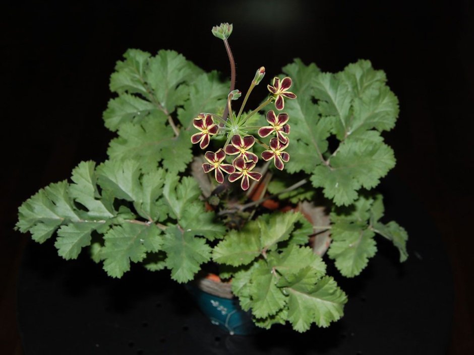 P. gibbosum пеларгония