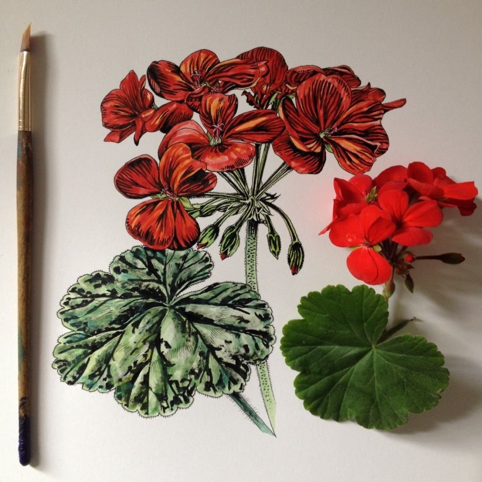 Каланхоэ, бегония, герань, Жасмин