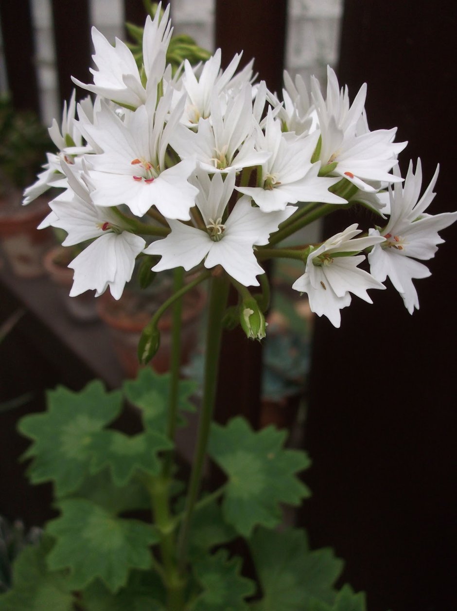 Кактусовидные пеларгонии