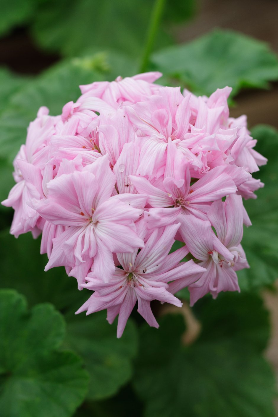 Пеларгония Mrs Salter Bevis