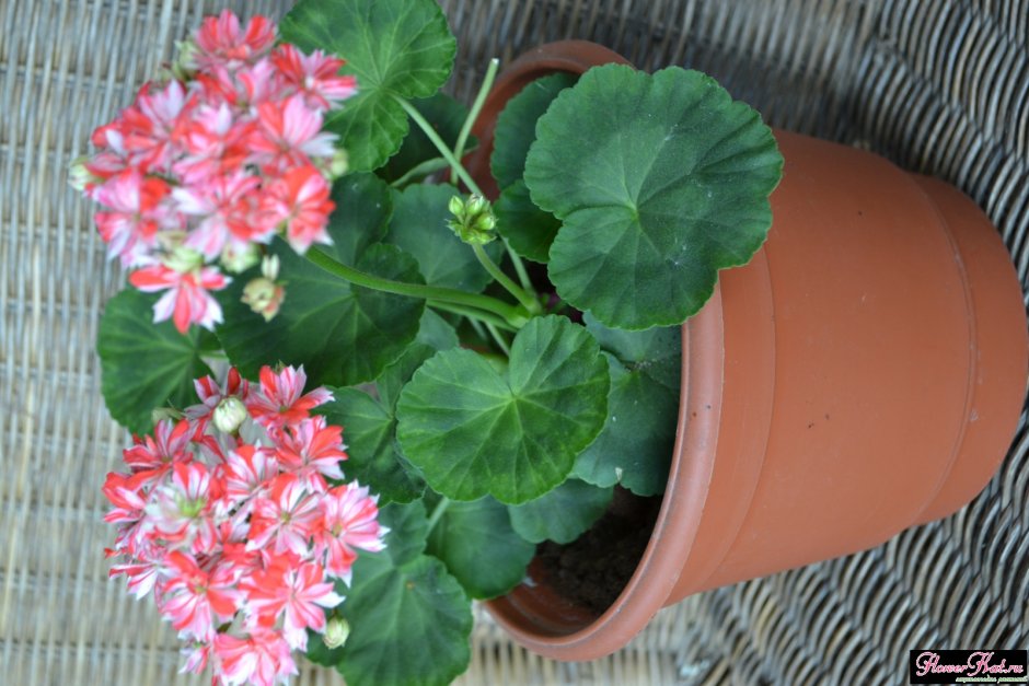 Комнатные цветы пеларгония Маллорка фото