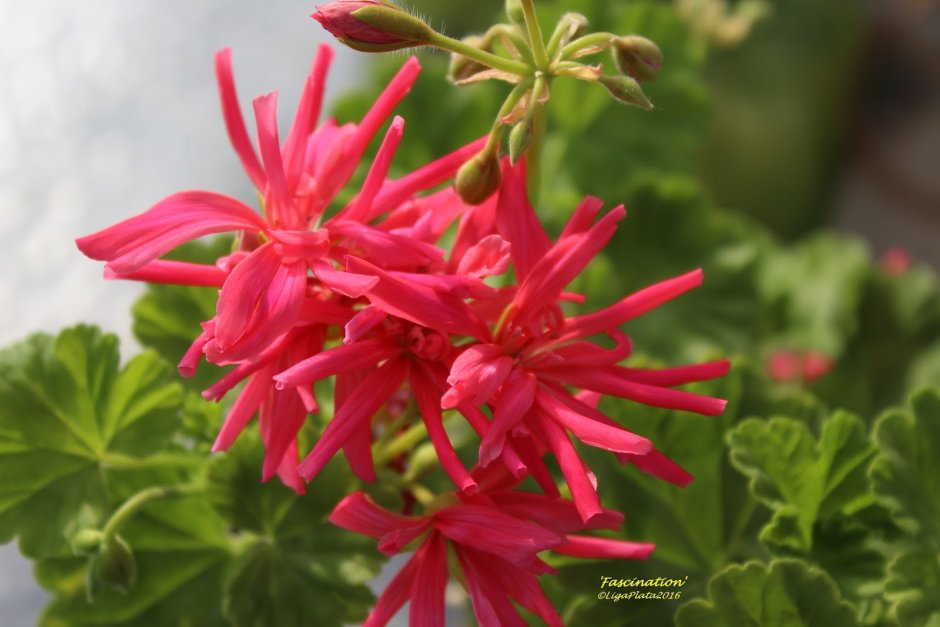 Fandango пеларгония