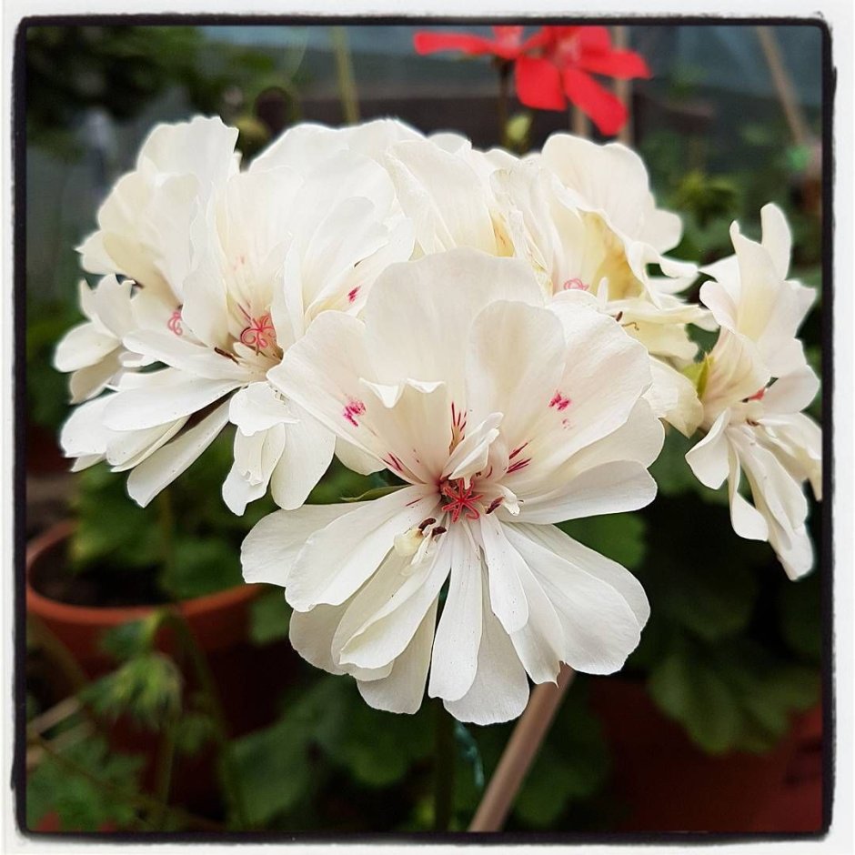 Pelargongaragets Lucia пеларгония