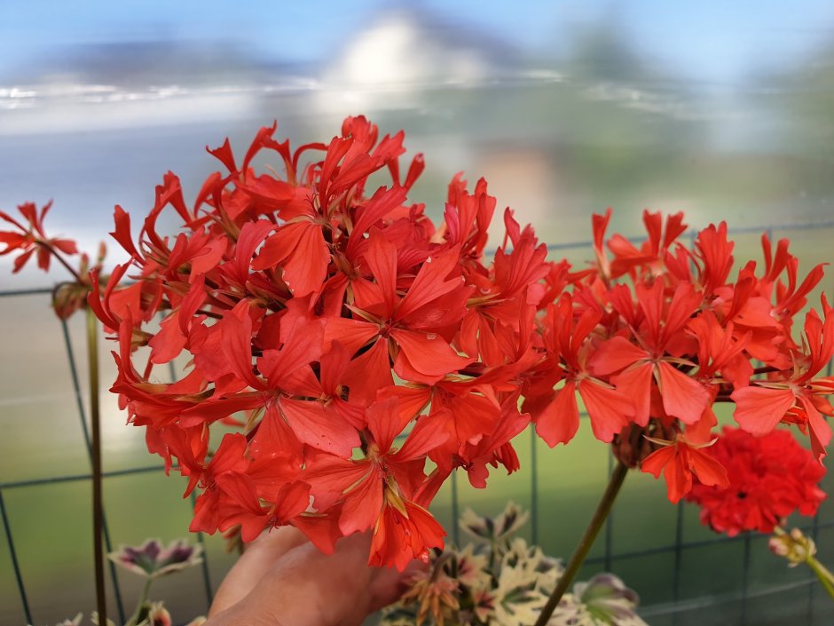 Bob Newing пеларгония