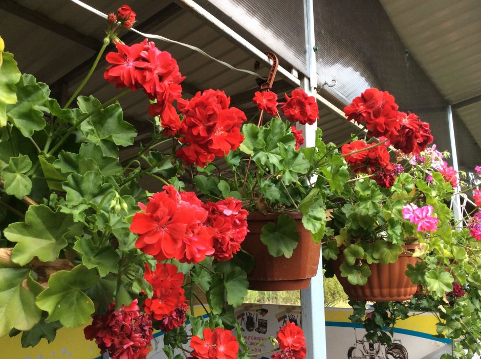 Пеларгония плющелистная Pac Kate