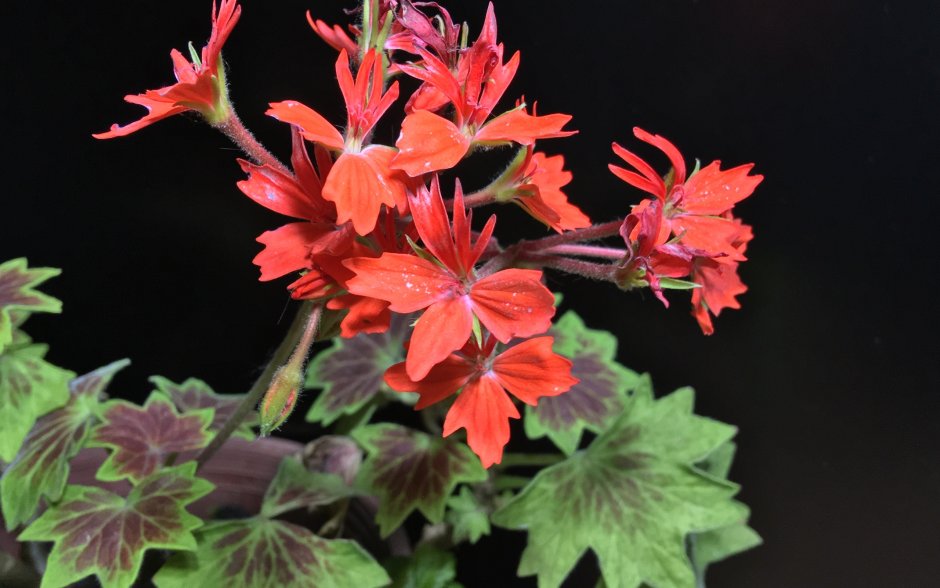 Герань звезднолистная